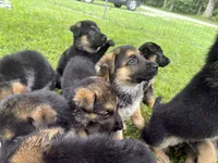 Spangles , a female German Shepherd Dog for sale in Fort Wayne, IN – 3 of 3