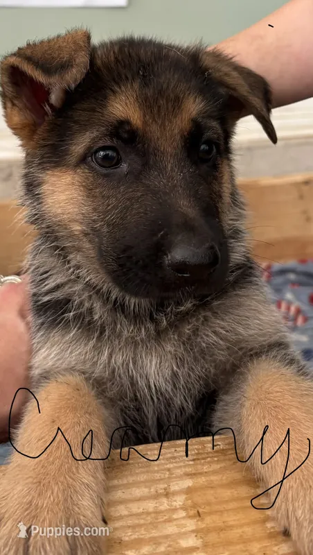 Green Bean – German Shepherd Dog puppy for sale in Fort Wayne, IN