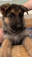 Green Bean, a male German Shepherd Dog for sale in Fort Wayne, IN – 1 of 8
