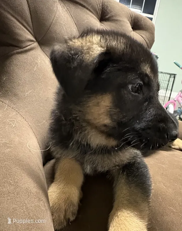 Bob – German Shepherd Dog puppy for sale in Fort Wayne, IN
