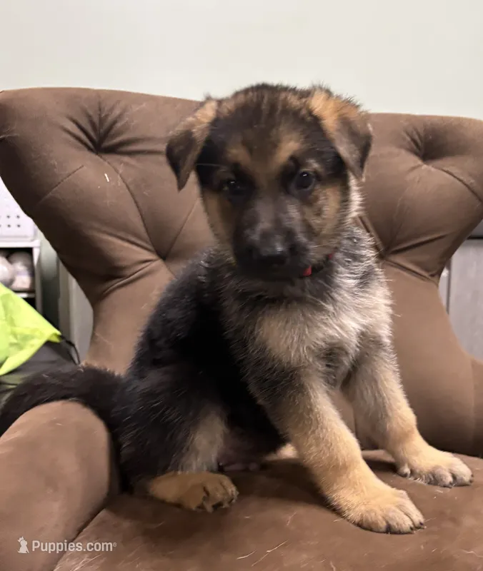 Spangles  – German Shepherd Dog puppy for sale in Fort Wayne, IN