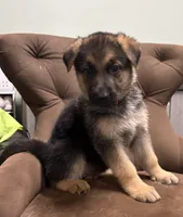 Spangles , a female German Shepherd Dog for sale in Fort Wayne, IN – 1 of 3