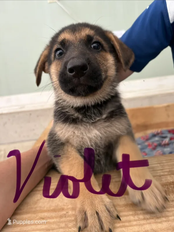 Violet  – German Shepherd Dog puppy for sale in Fort Wayne, IN