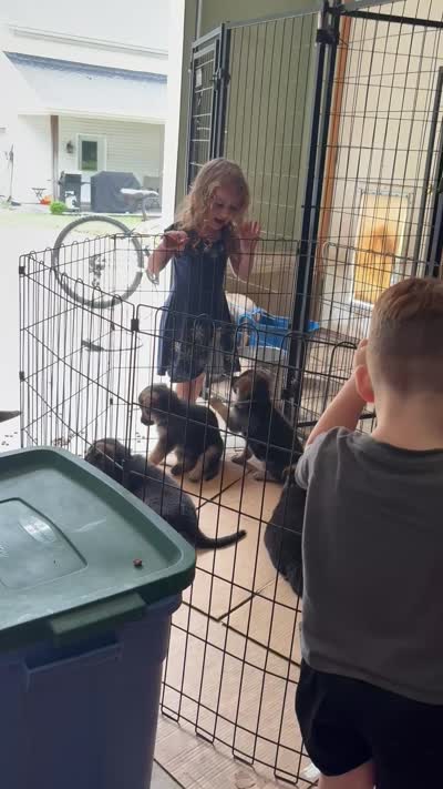 Bob, a male German Shepherd Dog for sale in Fort Wayne, IN – 6 of 6