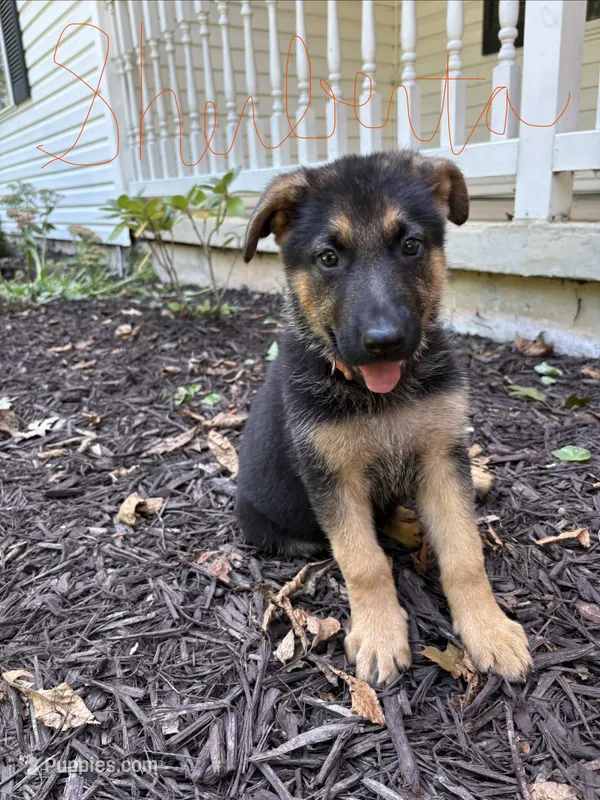 Sherbeta  – German Shepherd Dog puppy for sale in Fort Wayne, IN