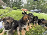 Violet , a female German Shepherd Dog for sale in Fort Wayne, IN – 8 of 10