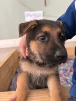 Mustard, a female German Shepherd Dog for sale in Fort Wayne, IN – 4 of 9
