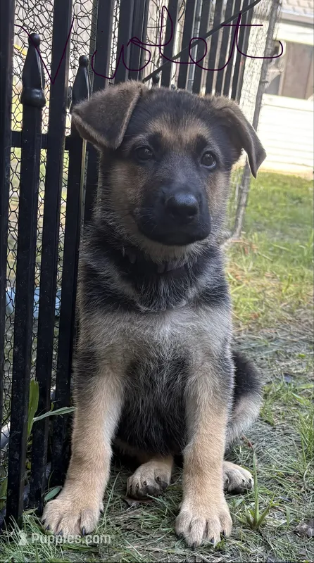 Violet  – German Shepherd Dog puppy for sale in Fort Wayne, IN