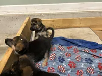 Violet , a female German Shepherd Dog for sale in Fort Wayne, IN – 2 of 10