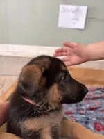 Sherbeta , a female German Shepherd Dog for sale in Fort Wayne, IN – 4 of 10