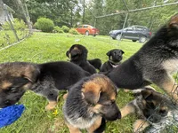 Bob, a male German Shepherd Dog for sale in Fort Wayne, IN – 5 of 6