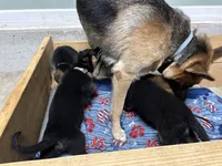 Black eyed pea , a male German Shepherd Dog for sale in Fort Wayne, IN – 6 of 6
