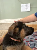 Sherbeta , a female German Shepherd Dog for sale in Fort Wayne, IN – 3 of 10