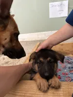 Sherbeta , a female German Shepherd Dog for sale in Fort Wayne, IN – 2 of 10