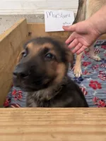 Mustard, a female German Shepherd Dog for sale in Fort Wayne, IN – 2 of 9