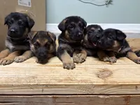 Green Bean, a male German Shepherd Dog for sale in Fort Wayne, IN – 7 of 8