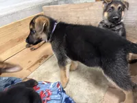 Violet , a female German Shepherd Dog for sale in Fort Wayne, IN – 1 of 10
