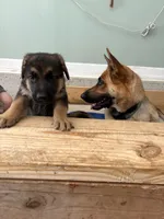 Mustard, a female German Shepherd Dog for sale in Fort Wayne, IN – 5 of 9