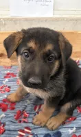 Baloo, a male German Shepherd Dog for sale in Fort Wayne, IN – 1 of 6