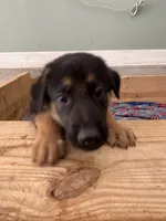 Sherbeta , a female German Shepherd Dog for sale in Fort Wayne, IN – 5 of 10
