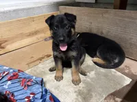 Violet , a female German Shepherd Dog for sale in Fort Wayne, IN – 9 of 10