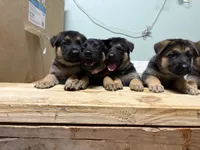 Mustard, a female German Shepherd Dog for sale in Fort Wayne, IN – 7 of 9