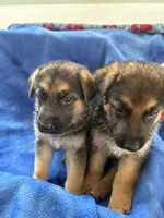 Violet , a female German Shepherd Dog for sale in Fort Wayne, IN – 7 of 10