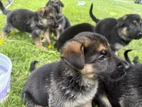 Sherbeta , a female German Shepherd Dog for sale in Fort Wayne, IN – 8 of 10