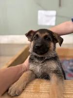 Green Bean, a male German Shepherd Dog for sale in Fort Wayne, IN – 3 of 8