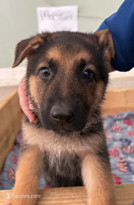 Mustard – German Shepherd Dog puppy for sale in Fort Wayne, IN