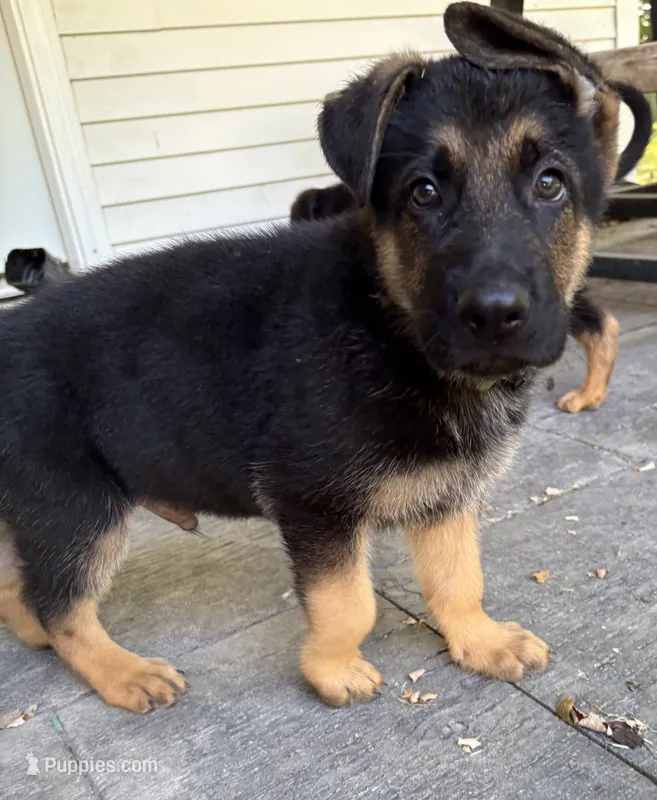 Green Bean – German Shepherd Dog puppy for sale in Fort Wayne, IN