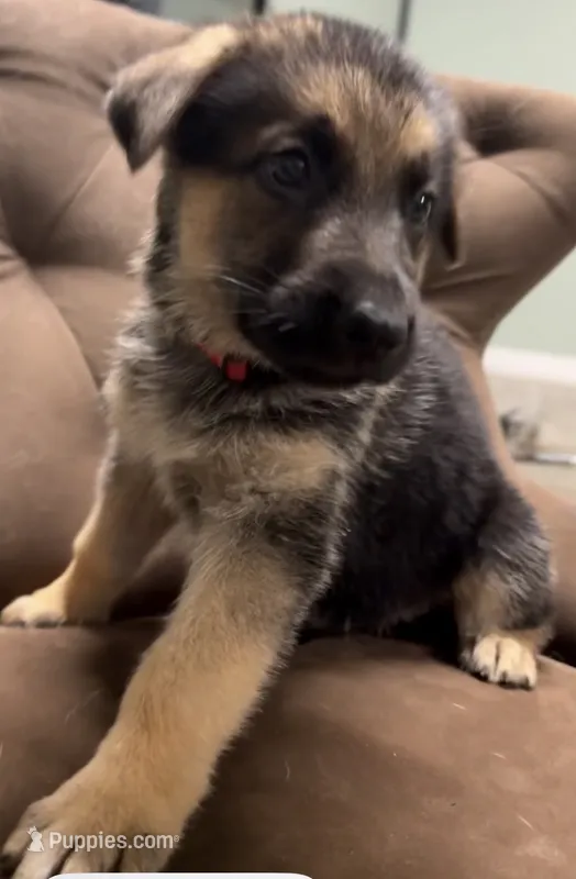 Bob – German Shepherd Dog puppy for sale in Fort Wayne, IN