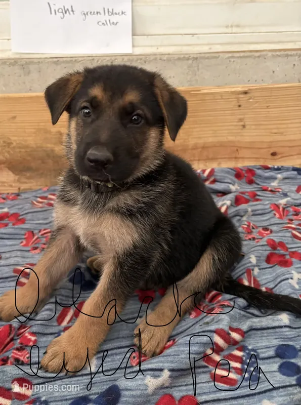Black eyed pea  – German Shepherd Dog puppy for sale in Fort Wayne, IN