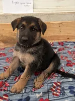 Black eyed pea , a male German Shepherd Dog for sale in Fort Wayne, IN – 1 of 6