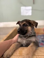 Green Bean, a male German Shepherd Dog for sale in Fort Wayne, IN – 2 of 8