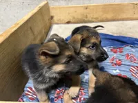 Violet , a female German Shepherd Dog for sale in Fort Wayne, IN – 4 of 10