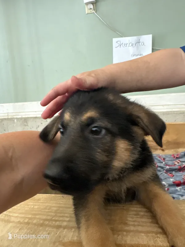 Sherbeta  – German Shepherd Dog puppy for sale in Fort Wayne, IN