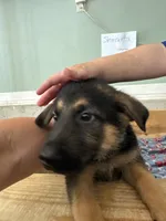 Sherbeta , a female German Shepherd Dog for sale in Fort Wayne, IN – 1 of 10