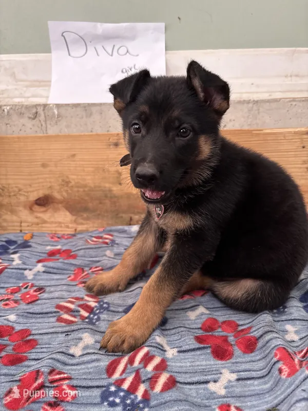 Diva  – German Shepherd Dog puppy for sale in Fort Wayne, IN