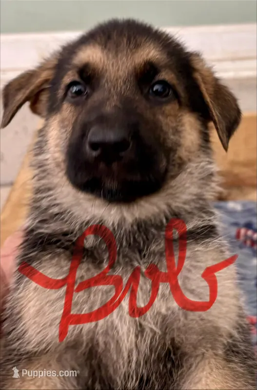 Bob – German Shepherd Dog puppy for sale in Fort Wayne, IN