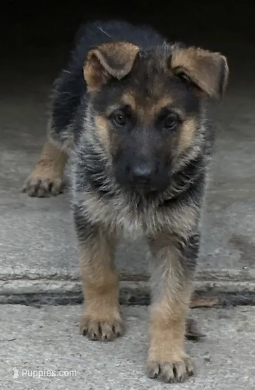 Spangles  – German Shepherd Dog puppy for sale in Fort Wayne, IN