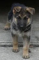 Bob, a male German Shepherd Dog for sale in Fort Wayne, IN – 2 of 8