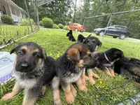 Bob, a male German Shepherd Dog for sale in Fort Wayne, IN – 2 of 6