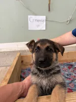 Green Bean, a male German Shepherd Dog for sale in Fort Wayne, IN – 5 of 8