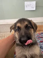 Bob, a male German Shepherd Dog for sale in Fort Wayne, IN – 8 of 8