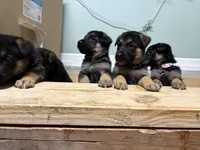Violet , a female German Shepherd Dog for sale in Fort Wayne, IN – 5 of 10