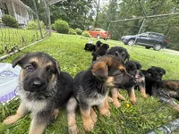 Sherbeta , a female German Shepherd Dog for sale in Fort Wayne, IN – 10 of 10