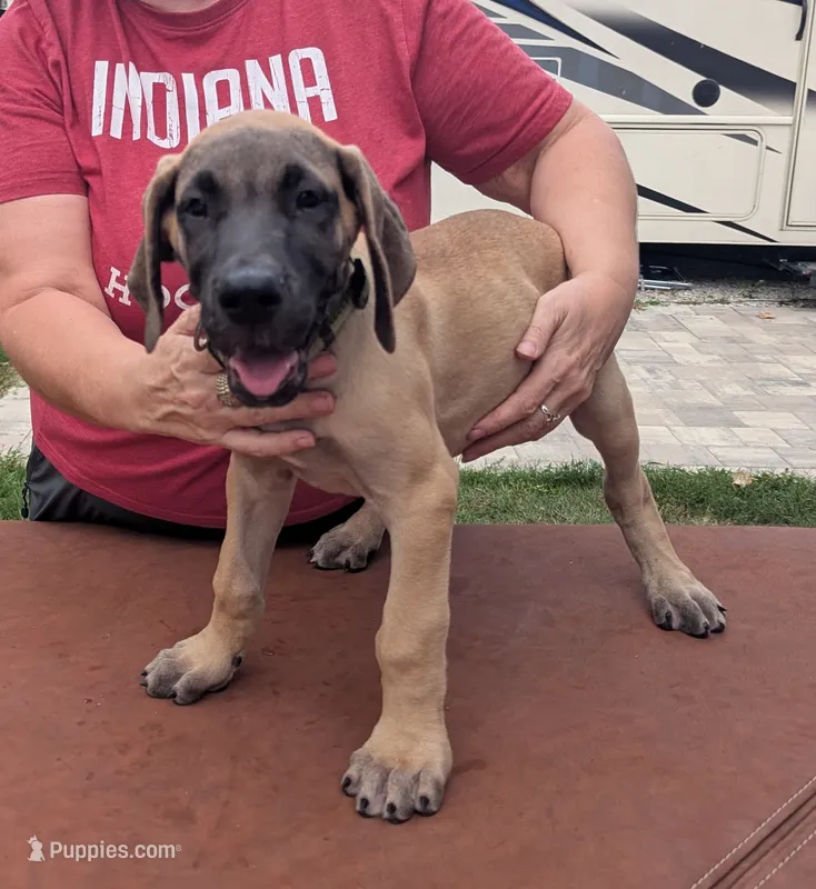 Yellow Fawn Girl – Great Dane puppy for sale in Cape Coral, FL