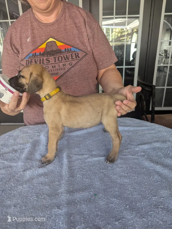 Double K's Great Dane Puppy – Great Dane puppy for sale in Cape Coral, FL