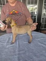 Double K's Great Dane Puppy, a female Great Dane for sale in Cape Coral, FL – 1 of 2